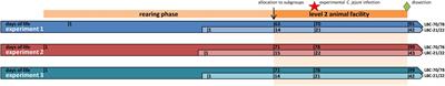 Caecal Microbiota of Experimentally Campylobacter jejuni-Infected Chickens at Different Ages